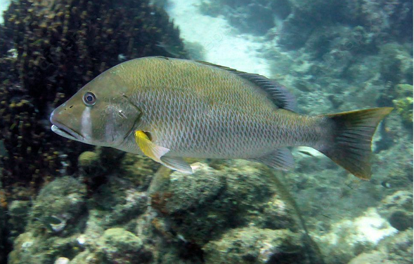 Các độc tố ciguatera được tạo ra bởi tảo đơn bào 2 roi và các vi tảo vô cùng nhỏ nằm trên các rạn san hô đã chết hoặc tảo. Khi còn nhỏ, cá hồng chó sẽ sống dựa vào các rạn san hô và tảo.