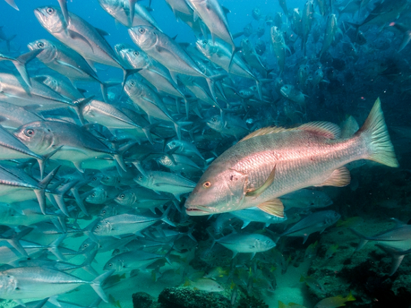 Những con non dễ bị tổn thương có khuynh hướng ở gần bờ biển và thường bơi trong các cửa sông. Các nhà khoa học vẫn đang nghiên cứu sâu hơn về việc sinh sản tụ tập của loài cá này.