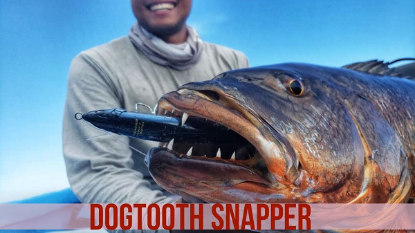  Cá hồng chó có tên khoa học là Lutjanus jocu, kích thước khoảng 61cm. Chúng thường kiếm ăn quanh các vách đá dưới đáy biển và các rạn san hô ở độ sâu trung bình khoảng 100 feet (khoảng 30.5 mét).