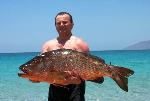 Những loài cá nhỏ hơn thường trở thành nạn nhân bởi vết cắn mạnh mẽ của loài cá hồng chó này, điển hình như tôm, cua và các loài sinh vật sống dưới đáy đại dương.