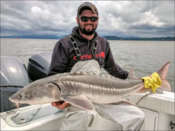 Đập ngăn nước khiến cho dòng sông bị phân chia và dẫn đến sự suy giảm của quần thể cá tầm trắng do sự thiếu hụt về thức ăn và thay đổi môi trường sống.