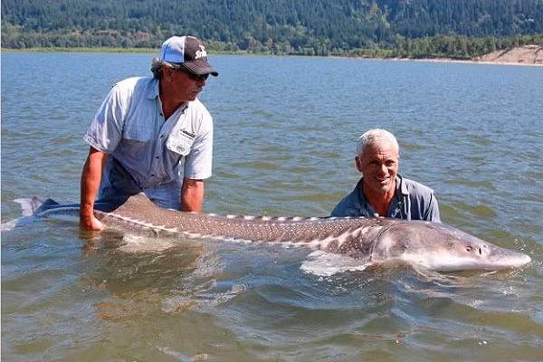 Loài cá nước ngọt lớn nhất thế giới và được xếp vào nhóm loài cực kỳ nguy cấp và gần tuyệt chủng do người dân săn lùng để lấy trứng là cá tầm Kaluga.