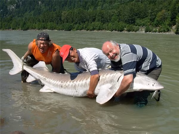 Được biết, đây là con cá tầm trắng đã xuất hiện từ thời tiền sử cách đây hơn 100 triệu năm và sống từ đó tới nay. Sông Fraser là một môi trường tuyệt vời cho những nghiên cứu về cá tầm trắng.