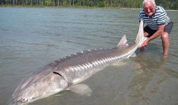 Trứng, thịt, bóng của loài cá này là món ăn đặc sản của con người. Thịt của chúng được xếp vào thực đơn hàng ngày của vua chúa thời xưa. Vì thế mà loài cá này đã bị con người săn lùng và truy bắt từ hàng ngàn năm nay.