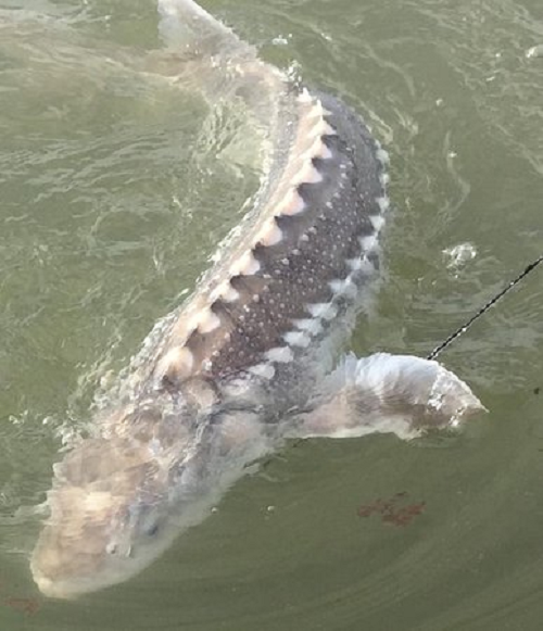 Tuổi thọ của cá tầm trắng rất đáng nể, lên tới 80 năm. Chúng sống chủ yếu ở tầng nước ngầm có độ sâu 45-50m với nhiệt độ nước từ 10 đến 20 độ C. Tuy có thân hình khổng lồ, nhưng loài cá này được cho là hiền lành vì chúng không có răng và ít gây hại cho đồng loại.