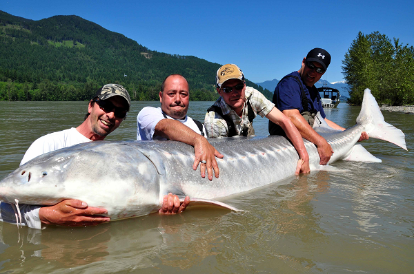 "Một nhóm chuyên thu thập dữ liệu để theo dõi quá trình phát triển của cá tầm trắng đã đến. Họ muốn tìm hiểu chúng phân bổ ở khu vực nào, phát triển ra sao trong một năm cũng như tình trạng sức khỏe của chúng", Bergen cho biết.