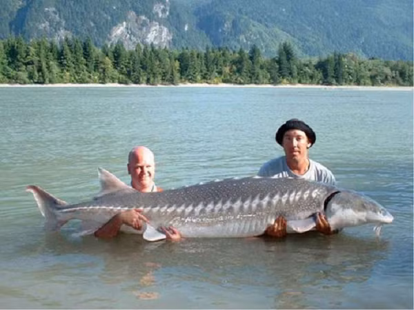 “Không giống như hầu hết các loài cá, cá tầm không có xương. Ngoại hình trông rắn chắc, độc đáo của chúng được tạo thành từ sụn và thịt dai. Bên ngoài là lớp da dày rất khó xuyên thủng. Lớp vảy của cá tầm trắng cùng lớp da siêu dày đóng vai trò như áo giáp", Bergen cho biết thêm.