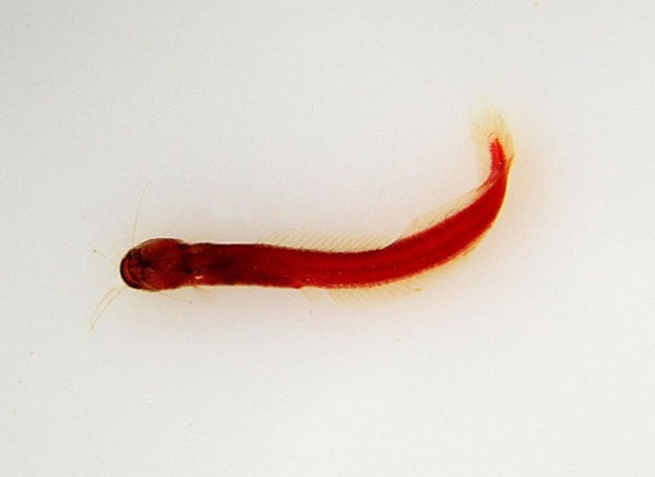 Cá mèo đất là động vật hiếm và khá bí ẩn. Da chúng có màu hồng, lầy nhầy. Vì cá mèo đất sống chủ yếu dưới lòng đất nên mắt chúng gần như mù.