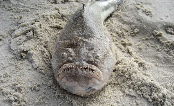 Cá chiêm tinh có tên khoa học là Pleuroscopus pseudodorsalis. Là loài động vật ăn thịt chuyên đánh lén, khuôn mặt hếch cho phép cá chiêm tinh giấu gần như toàn bộ cơ thể dưới cát hoặc bùn, chờ con mồi bơi tới gần.