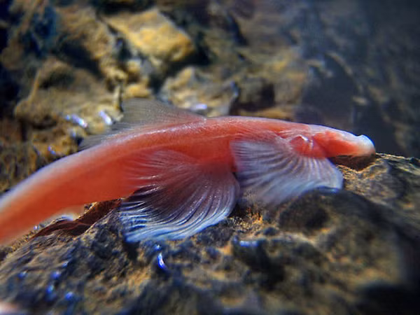 Cá vượt thác có tên khoa học là Cryptotora thamicola là một loài cá vây tia sống trong các hang động sâu dưới lòng đất ở Thái Lan. Chúng đặc biệt thích bơi ở các dòng chảy mạnh, thậm chí tại các dòng thác dựng đứng. Chúng sử dụng 4 vây để bám chặt vào mặt đá trơn để nước không thể cuốn trôi.