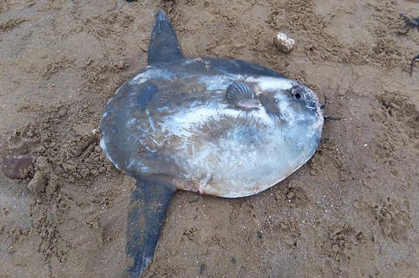 Cá mặt trăng có tên khoa học là Mola Mola, là loài cá biển cỡ lớn, thường lặn xuống dưới vùng nước sâu, nơi nhiệt độ rất thấp. Chúng có hình dạng khá kỳ lạ, miệng của loài cá này rất nhỏ, mỗi hàm có hai răng dính vào nhau làm thành một cái mỏ.