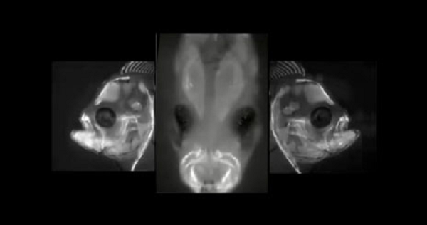 Cá lưỡi trâu là loài động vật có xương sống kỳ lạ nhất thế giới. Khi mới ra đời, chúng tương đối bình thường. Tuy nhiên, trong quá trình sinh trưởng, hộp sọ của cá lưỡi trâu dần biến dạng. Cuối cùng, hai mắt của chúng cùng nằm về một bên cơ thể.