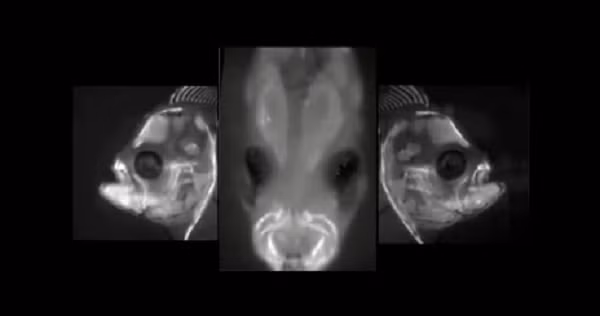 Cá lưỡi trâu là loài động vật có xương sống kỳ lạ nhất thế giới. Khi mới ra đời, chúng tương đối bình thường. Tuy nhiên, trong quá trình sinh trưởng, hộp sọ của cá lưỡi trâu dần biến dạng. Cuối cùng, hai mắt của chúng cùng nằm về một bên cơ thể.