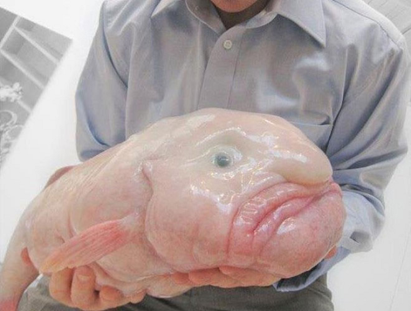 Cá giọt nước có màu da trắng sữa hoặc hồng. Nếu nhìn theo phương nằm ngang, chúng giống gương mặt người đàn ông béo phì mang dáng vẻ cáu gắt, mũi hình củ hành.