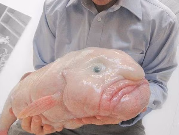 Cá giọt nước có màu da trắng sữa hoặc hồng. Nếu nhìn theo phương nằm ngang, chúng giống gương mặt người đàn ông béo phì mang dáng vẻ cáu gắt, mũi hình củ hành.