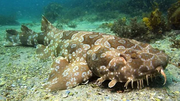 Cá mập Wobbegong là một trong những loài cá mập "dị" nhất hành tinh. Chúng sở hữu thân hình khá to lớn theo dáng dẹt, màu sắc da lốm đốm và những cái râu xung quanh.