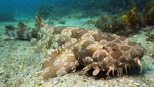 Cá mập Wobbegong là một trong những loài cá mập "dị" nhất hành tinh. Chúng sở hữu thân hình khá to lớn theo dáng dẹt, màu sắc da lốm đốm và những cái râu xung quanh.