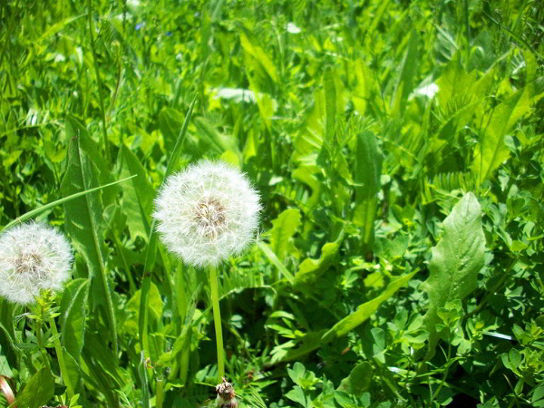 Cô cũng có thể tìm ra một giải pháp hoàn hảo cho thách thức của Guinan, vừa bổ dưỡng vừa giúp tăng trưởng nhanh. Thành công của cô là cây bồ công anh.