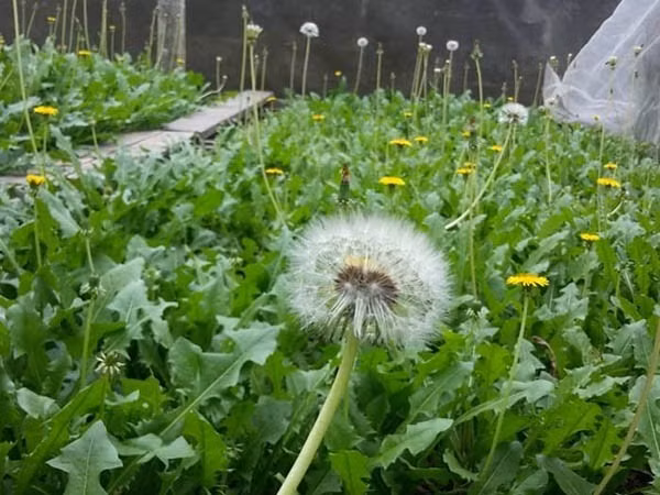 Một sinh viên tham gia dự án của giáo sư Guinan là Alicia Eglin tập trung vào thủy canh, phát triển hệ thống của riêng mình để trồng cây trong dung dịch giàu chất dinh dưỡng.