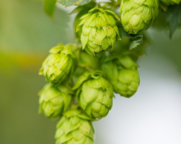 Khi lựa chọn cây để trồng trên sao Hỏa, giáo sư Guinan khuyến khích những loại cây ưa bóng râm với rễ nông. Các sinh viên của ông đã chọn thử nghiệm trồng hoa bia (hops) và cây phát triển mạnh.