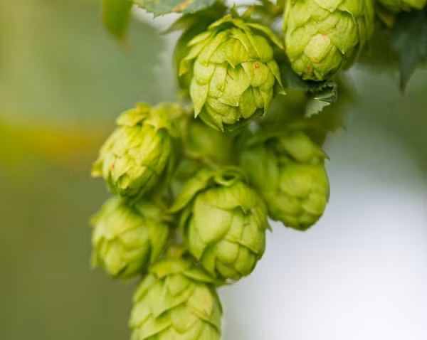 Khi lựa chọn cây để trồng trên sao Hỏa, giáo sư Guinan khuyến khích những loại cây ưa bóng râm với rễ nông. Các sinh viên của ông đã chọn thử nghiệm trồng hoa bia (hops) và cây phát triển mạnh.