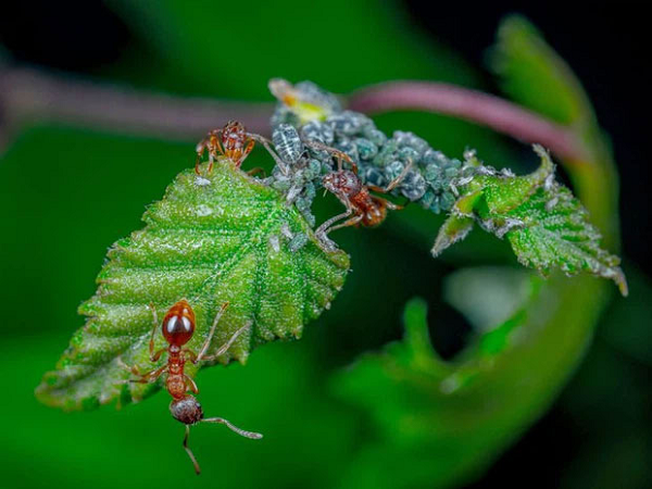 Kiến được xem là loài động vật "bất tử" khi có thể sống sót dù rơi ở bất kỳ độ cao nào xuống. Năng lực này đến từ kích thước cơ thể nhỏ bé và lớp xương bọc ngoài, giúp bảo vệ cơ thể khỏi va chạm.