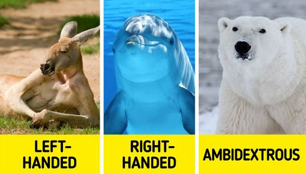 Đa số kangaroo đều thuận tay trái. Cá heo thì ngược lại, phần lớn thuận tay phải. Riêng gấu trắng Bắc Cực thì thuận cả hai - nghĩa là chúng có thể sử dụng 2 bên tay một cách thuần thục.