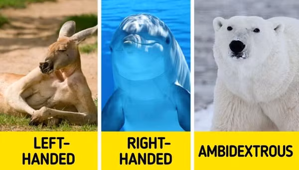 Đa số kangaroo đều thuận tay trái. Cá heo thì ngược lại, phần lớn thuận tay phải. Riêng gấu trắng Bắc Cực thì thuận cả hai - nghĩa là chúng có thể sử dụng 2 bên tay một cách thuần thục.