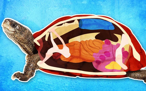 Bên dưới lớp mai đặc biệt đó chính là một hệ thống cơ quan nội tạng hoàn chỉnh của rùa. Phổi rùa nằm ở đỉnh mai và do xương sườn đã cố định thành mai nên rùa sẽ dựa vào các thớ cơ bên trong mai, để hít thở oxy qua miệng.