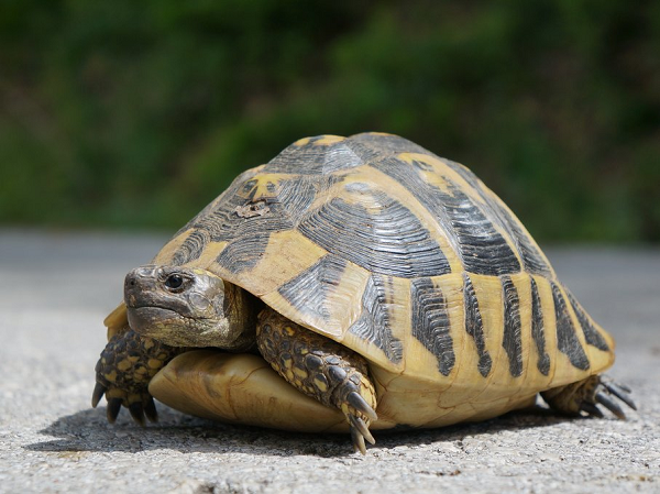 Để có thể sinh tồn, hệ trao đổi chất của chúng buộc phải thay đổi từ hiếu khí sang kỵ khí. Lúc này, rùa sẽ thở bằng lỗ hậu. Tuy nhiên, sản phẩm phụ của quá trình này là acid lactic.