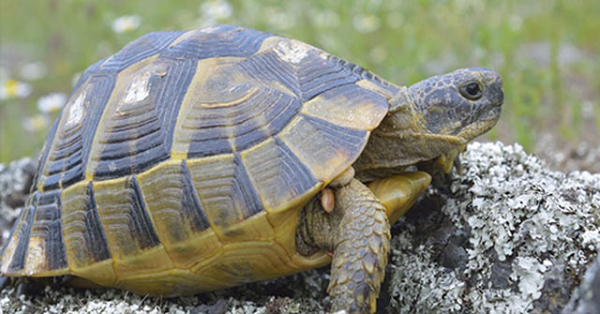 Bên cạnh đó, mai rùa còn có nhiều công dụng tuyệt vời khác. Các nhà khoa học vẫn tin rằng lớp mai của loài rùa ban đầu được dùng để đào đất. Sự phát triển sớm nhất của mai rùa vốn để thích nghi với việc đào hầm dưới lòng đất để thoát khỏi môi trường khô cằn khắc nghiệt ở Nam Phi.