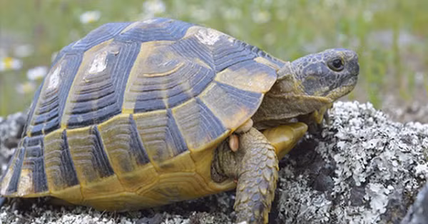 Bên cạnh đó, mai rùa còn có nhiều công dụng tuyệt vời khác. Các nhà khoa học vẫn tin rằng lớp mai của loài rùa ban đầu được dùng để đào đất. Sự phát triển sớm nhất của mai rùa vốn để thích nghi với việc đào hầm dưới lòng đất để thoát khỏi môi trường khô cằn khắc nghiệt ở Nam Phi.