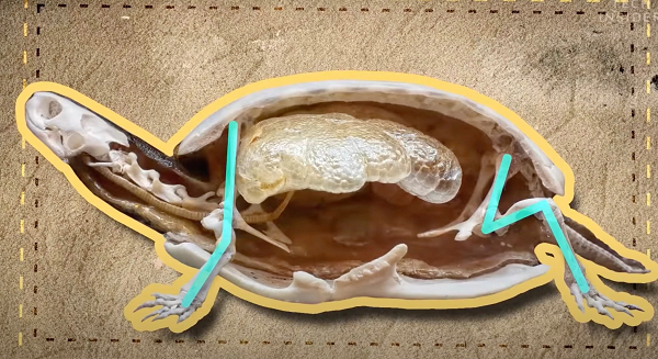 Qua thời gian phần mai này đã tiến hoá thành lớp áo giáp bảo vệ chúng khỏi những kẻ săn mồi đáng sợ trong tự nhiên. Hầu như rất ít loài vật trên đời có thể phá huỷ mai rùa, trừ một số loài có lực hàm cực khỏe như cá sấu.