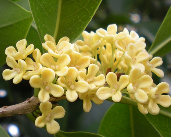 Mộc Hương có mùi hương gỗ rõ rệt. Thân cây thường sần sùi màu vàng hoặc nâu nhạt. Nó có đặc tính khử trùng, kháng vi-rút, chống co thắt, diệt khuẩn, tiêu hóa, tiêu diệt, long đờm, hạ huyết áp, hạ sốt, chất kích thích, thuốc bổ và chữa dạ dày.