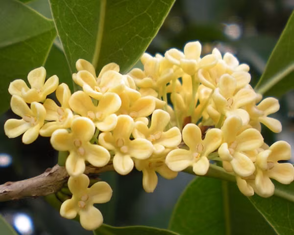 Mộc Hương có mùi hương gỗ rõ rệt. Thân cây thường sần sùi màu vàng hoặc nâu nhạt. Nó có đặc tính khử trùng, kháng vi-rút, chống co thắt, diệt khuẩn, tiêu hóa, tiêu diệt, long đờm, hạ huyết áp, hạ sốt, chất kích thích, thuốc bổ và chữa dạ dày.