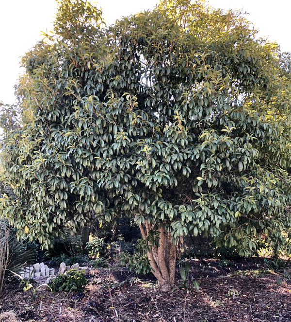 Mộc Hương chứa các hợp chất tạo mùi thơm được gọi là tecpen có thể làm giảm đau và chống viêm bằng cách ức chế enzym cyclooxygenase (COX). Đây cũng là loại enzym đích mà các thuốc chống viêm giảm đau không steroid như ibuprofen hướng tới.