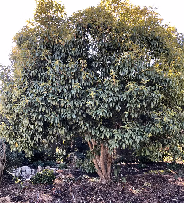 Mộc Hương chứa các hợp chất tạo mùi thơm được gọi là tecpen có thể làm giảm đau và chống viêm bằng cách ức chế enzym cyclooxygenase (COX). Đây cũng là loại enzym đích mà các thuốc chống viêm giảm đau không steroid như ibuprofen hướng tới.