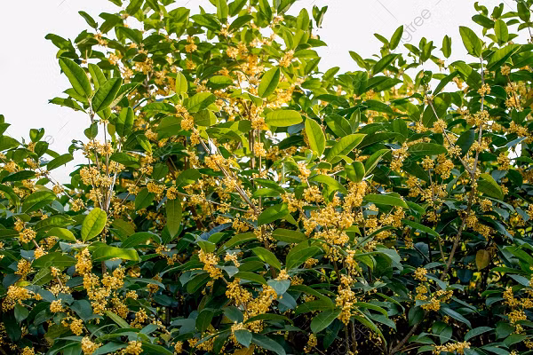 Không những thế, các bộ phận của cây Mộc Hương như hoa, quả, vỏ và rễ đều có thể dùng làm thuốc vô cùng hữu dụng. Trong đó, hoa là loại được sử dụng chủ yếu.