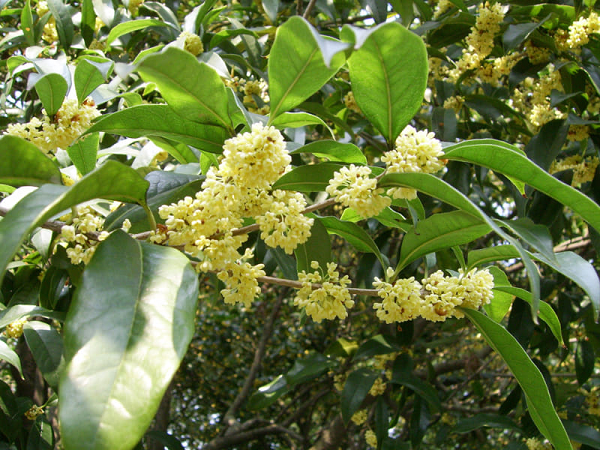 Cây Mộc Hương (cây mộc, mộc tê, quế hoa, hoa quế, hoa mộc…) có tên khoa học là Osmanthus fragrans, thuộc họ Nhài: Oleaceae. Loài này khác với loại cây thân thảo, tức cây Vân Mộc Hương (Saussuarea lappa) có nguồn gốc từ Vân Nam, Trung Quốc, được lấy rễ củ để làm thuốc.