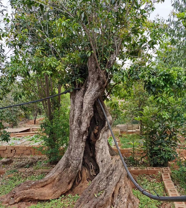 Một nghiên cứu trên thỏ cho thấy chiết xuất mộc hương cải thiện lưu lượng máu mạch vành và giảm nhịp tim. Tác dụng này tương tự như ở thỏ được điều trị bằng dược phẩm như digoxin và diltiazem.