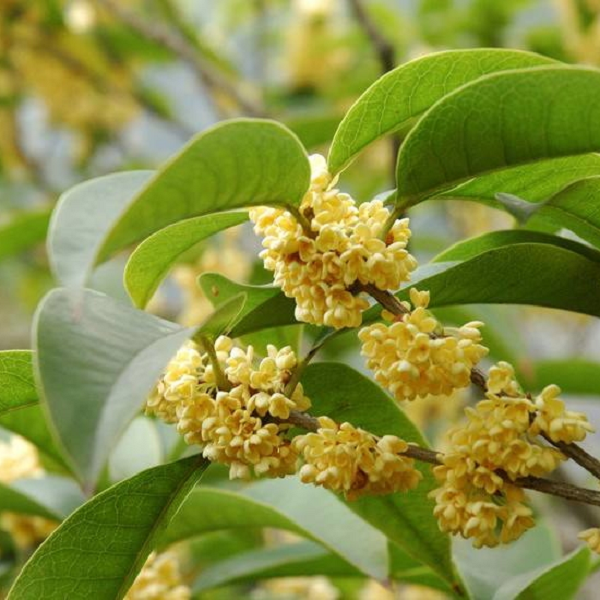 Bên cạnh đó, cây Mộc Hương có vẻ đẹp vô cùng mộc mạc, thế nhưng ẩn sâu bên trong là hương thơm quyến rũ, ngây ngất. Điều này tượng trưng cho vẻ đẹp tiềm ẩn, thanh tao, không cầu kỳ, phô trương.