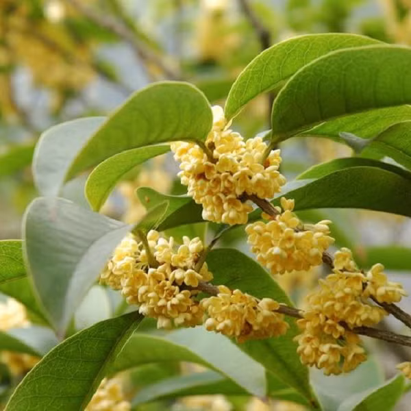 Bên cạnh đó, cây Mộc Hương có vẻ đẹp vô cùng mộc mạc, thế nhưng ẩn sâu bên trong là hương thơm quyến rũ, ngây ngất. Điều này tượng trưng cho vẻ đẹp tiềm ẩn, thanh tao, không cầu kỳ, phô trương.