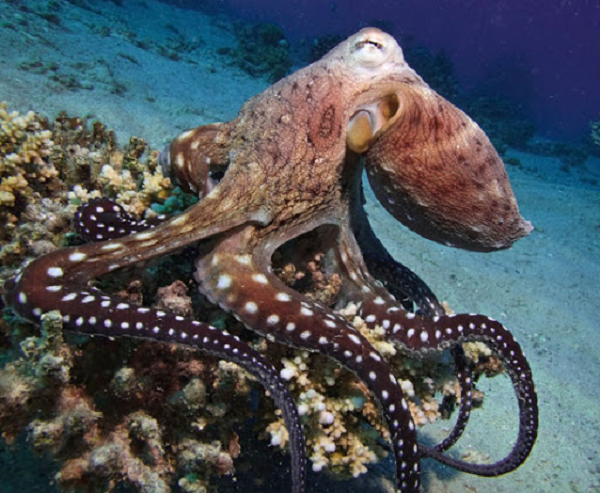 Các nhà khoa học cảm thấy khá ngạc nhiên khi sau một chuyến đi săn mồi, bạch tuộc có thể trở về "sào huyệt" mà không dùng con đường chúng đã sử dụng trước đó.