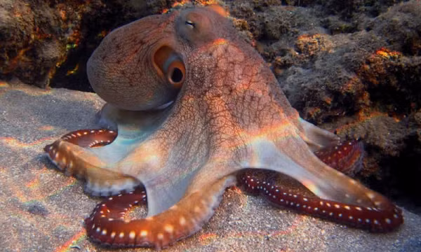 Các nhà khoa học đã làm một số thử nghiệm và nhận thấy rằng, bạch tuộc dễ dàng phá hủy thiết bị như camera chống nước nhờ sức mạnh phi thường, dễ dàng trốn thoát qua những khe hở nhỏ nhất. Chúng rất tò mò và thường dành thời gian để mày mò bất kỳ thứ gì chúng được cho.