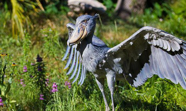 Cò mỏ giày có lẽ là loài chim nổi tiếng nhất trong danh sách. Chúng sở hữu cái mỏ khổng lồ giống như mặt trước của một đôi giày cao gót, thường được tìm thấy trên khắp Congo, Rwanda, Uganda và các đầm lầy khác nhau ở Trung Phi.