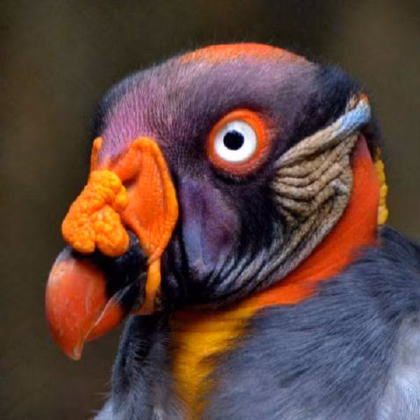 Kền kền vua (Sarcoramphus papa) là hình ảnh phổ biến trong các ghi chép tôn giáo và văn hóa của người Maya. Kích thước của loài chim này khá lớn - đó là lý do tại sao chúng thường "lượn lờ" trên không trung để tìm kiếm xác động vật chết thay vì săn mồi nhằm tiết kiệm năng lượng một cách tối đa.