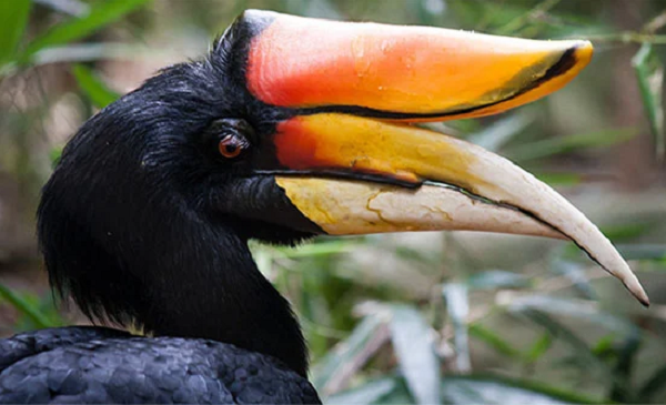 Chim Tê điểu là một loài chim trong họ Hồng hoàng (Bucerotidae) có kích thước khá lớn với chiều dài cơ thể từ 80-90 cm, bộ lông chủ yếu màu đen, chân trắng và đặc biệt là chiếc sừng giống tê giác màu cam. Ngoài ra, đây là loài chim duy nhất có lông mi.