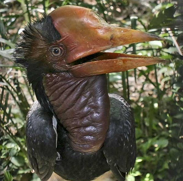 Chim mỏ sừng có 2 điểm khác loài chim bình thường, đó là chúng có mi mắt và chiếc mỏ cực lớn so với kích thước cơ thể. Do lưỡi ngắn, chúng không thể nuốt thức ăn mà phải tự quăng sâu vào cổ họng.