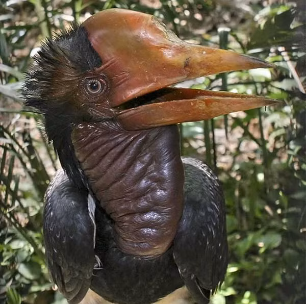 Chim mỏ sừng có 2 điểm khác loài chim bình thường, đó là chúng có mi mắt và chiếc mỏ cực lớn so với kích thước cơ thể. Do lưỡi ngắn, chúng không thể nuốt thức ăn mà phải tự quăng sâu vào cổ họng.