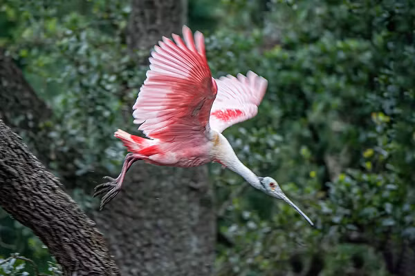 Cò thìa hồng có chiếc mỏ bẹt ra giống hình chiếc thìa. Cò thìa hồng là một loài sinh sản định cư ở Nam Mỹ chủ yếu là phía đông của dãy Andes, và ở các vùng ven biển của vùng biển Caribbea, Trung Mỹ, Mexico, và vùng vịnh của Mỹ.